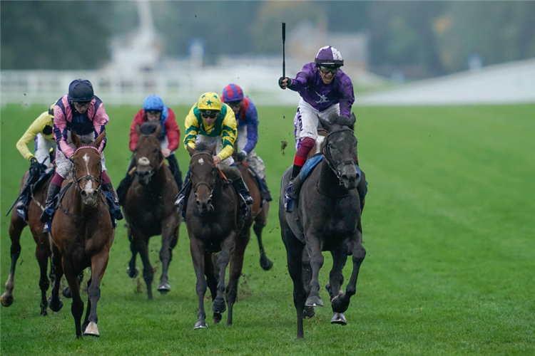 KING OF STEEL (right, purple silks) winning the Champion Stakes at Ascot in England.