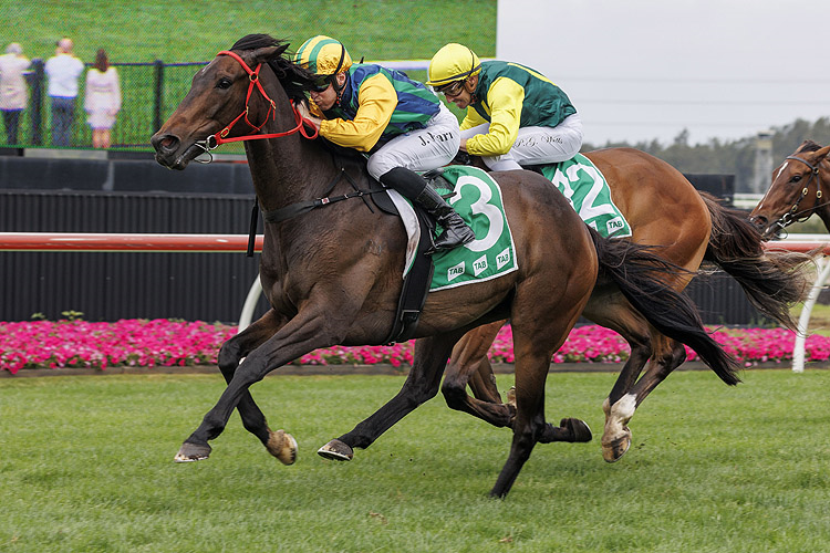 King Of The Castle delivers at Kembla