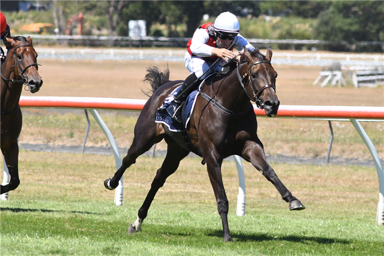 La Crique Wins The Magic Millions National Classic: Post Race Trainer ...