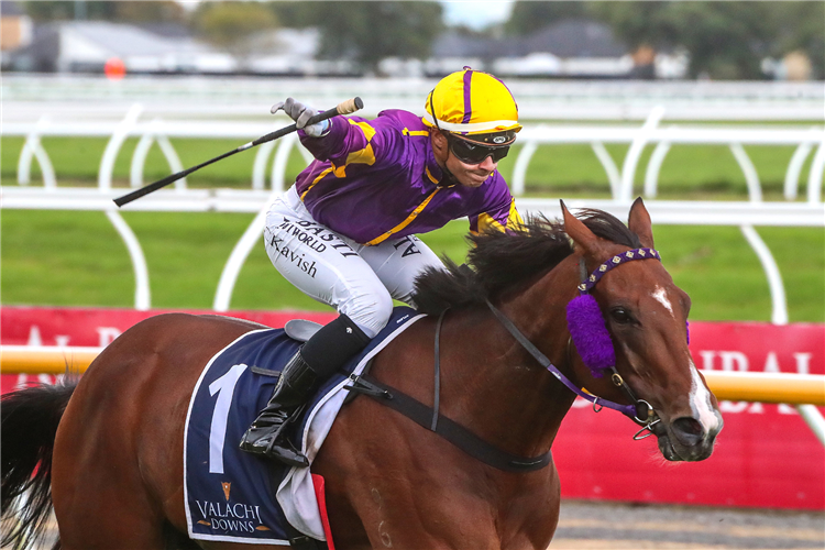 LIVE DRAMA winning the VALACHI DOWNS SOUTH ISLAND THOROUGHBRED BREEDERS' STAKES