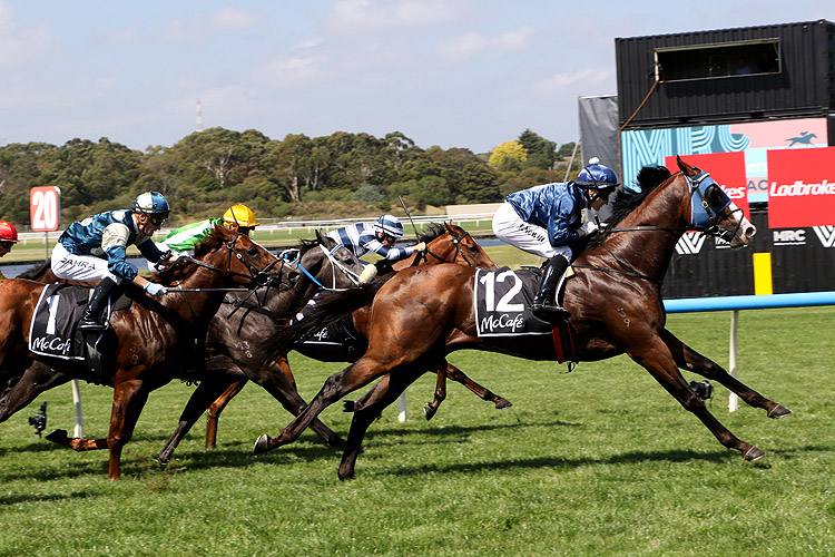 Lofty Strike will be looking to bounce back at Flemington