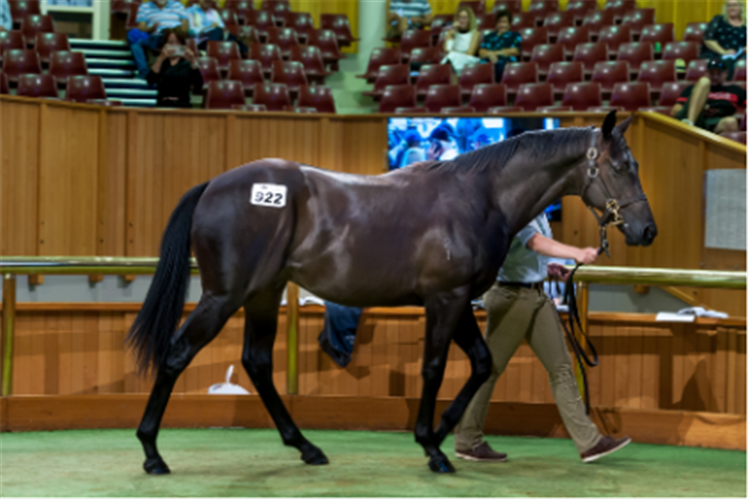 Lot 922 (Sweyenesse x Oscar's Shadow) purchased for $140,000 by John Foote.