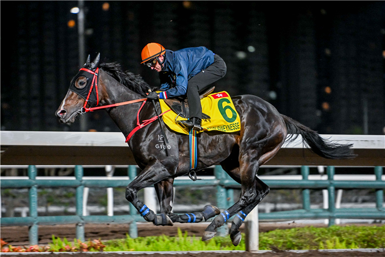 LUCKY SWEYNESSE working at Sha Tin in the lead-up to 2023 HKIR.