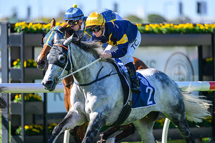 LUNCIES heads the betting in tomorrow's Listed Ipswich Cup