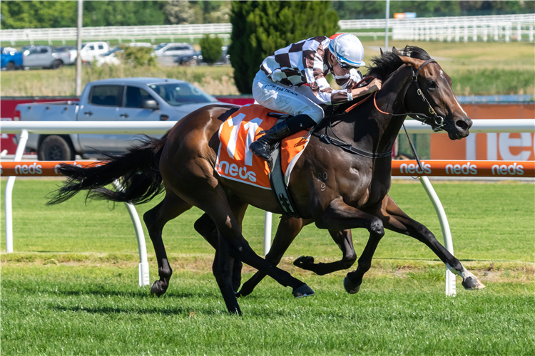 MAGIC TIME winning the Neds Sir Rupert Clarke Stakes at Caulfield in Australia.