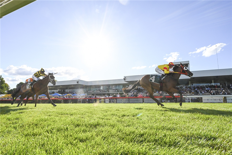 MANDERBOSS was a brilliant winner in the last race on John McGrath Auto Group Black Opal Stakes Race Day.