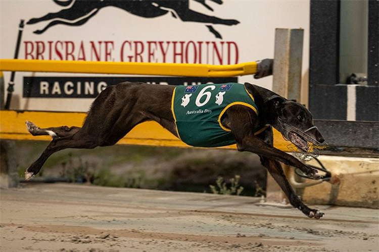 Mepunga Ruby - Dominant Win In Gold Cup Shows Her Class(Photo Courtesy Brisbane Greyhound Twitter)