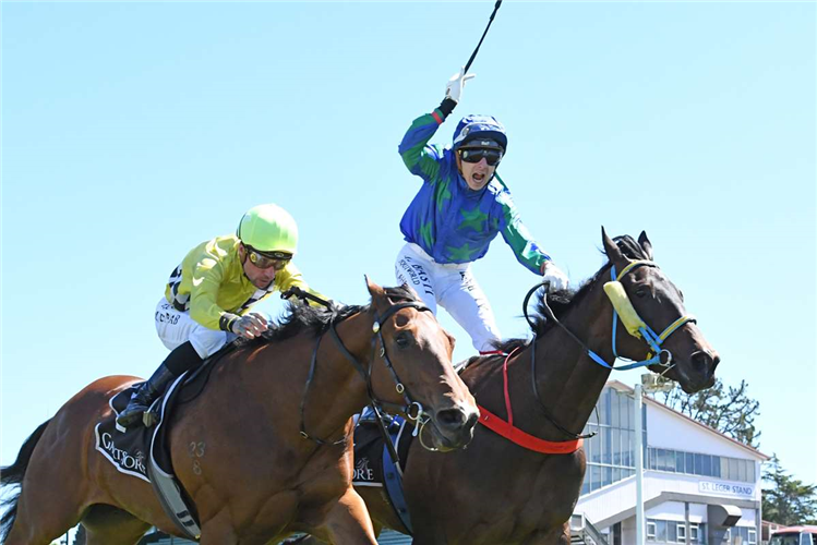 MI AMIGO winning the CELEBRATING 150 YEARS OF RACING IN TAURANGA