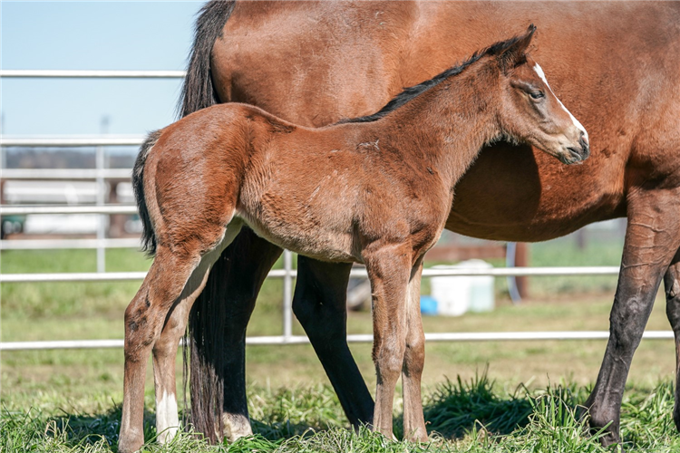 Miracle Of Love as a foal.