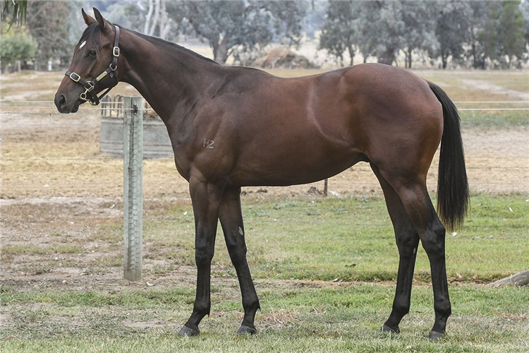 Mistavain as a yearling.