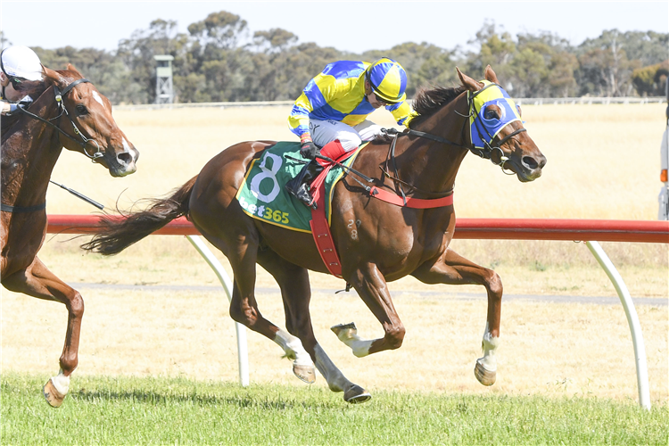 Harry White's Preview For Colac (February 9, 2024) Rsn Racing and