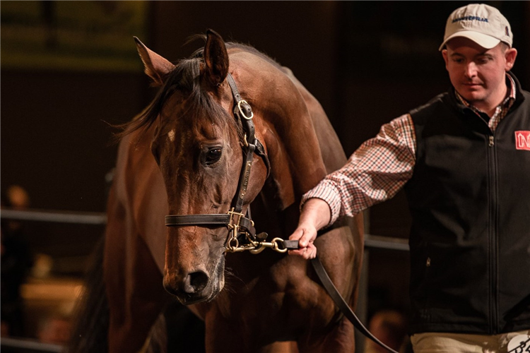 Montefilia sold for $3.4m at the Chairman’s Sale.