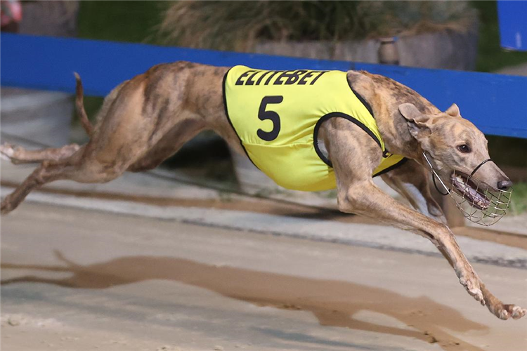 Mortified - Unlucky in the Futurity and boxed to win Saturday night.(Image Courtesy Redden Photo Video Race Images)<br />