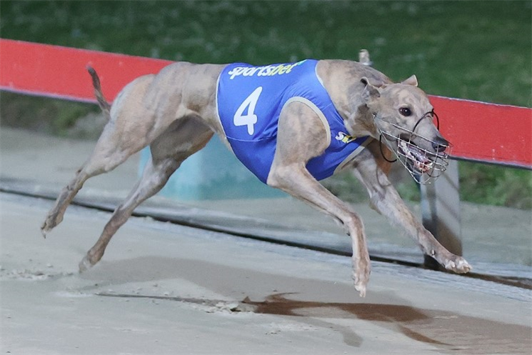 Mortified - Talented Chaser Trained By Chris O'Brien.(Photo Courtesy Of ReddenPhoto Video Race Images)