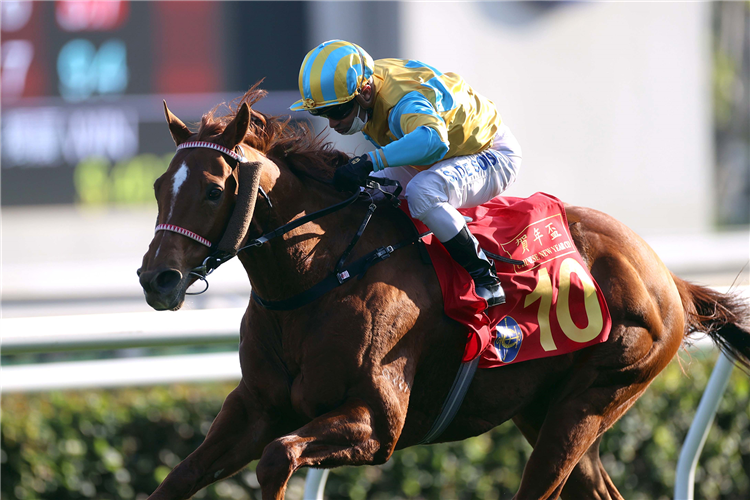 MR ASCENDENCY winning the THE CHINESE NEW YEAR CUP (HANDICAP)
