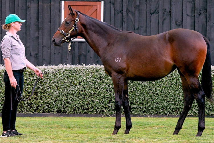 The half-sister to Mr Brightside who will be offered at Karaka.