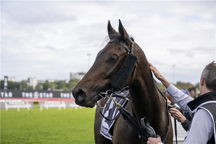 MR BRIGHTSIDE after winning the THE STAR DONCASTER MILE at Randwick in Australia.