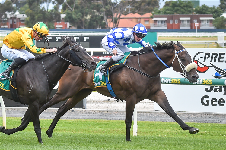 MR I'M A BELIEVER winning the DMB Contracting Maiden Plate in Geelong, Australia.
