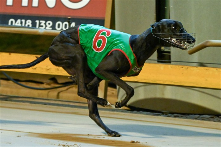 Mr. Audacious - An untimely end has come to the talented chasers career. (Photo courtesy of GRV)