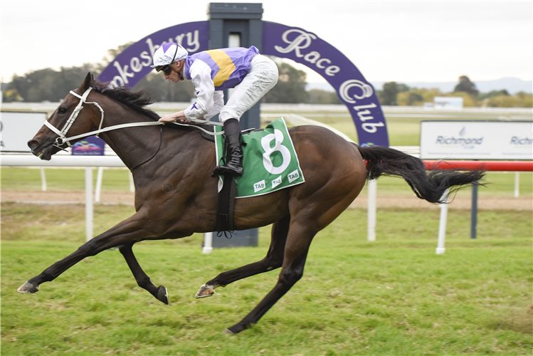 NEW MANDATE winning the RICHMOND CLUB HAWKESBURY GOLD CUP at Hawkesbury in Australia.