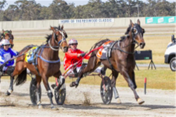 NOT AS PROMISED winning the Victoria Trotters Derby at Maryborough
