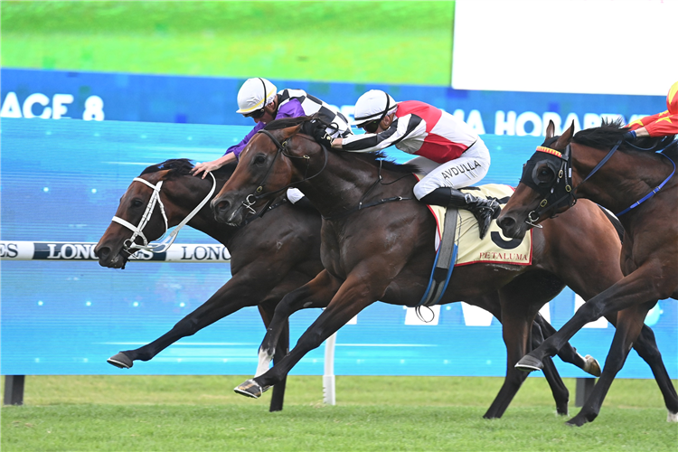 OSIPENKO winning the PETALUMA HOBARTVILLE STAKES at Rosehill in Australia.