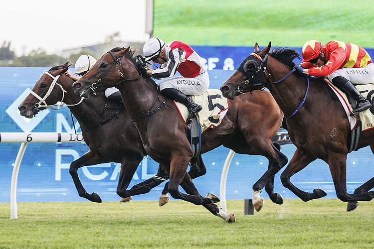 OSIPENKO winning the HOBARTVILLE STAKES