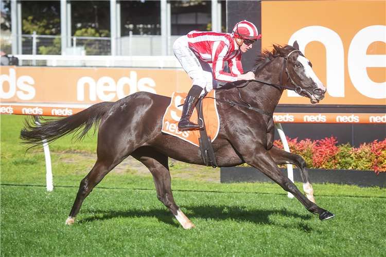 OUR RED MORNING winning the Neds Bet Back Handicap at Caulfield in Australia.