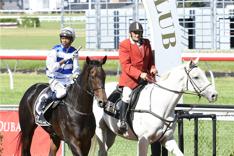 Quality mare in tip-top order for Livamol challenge