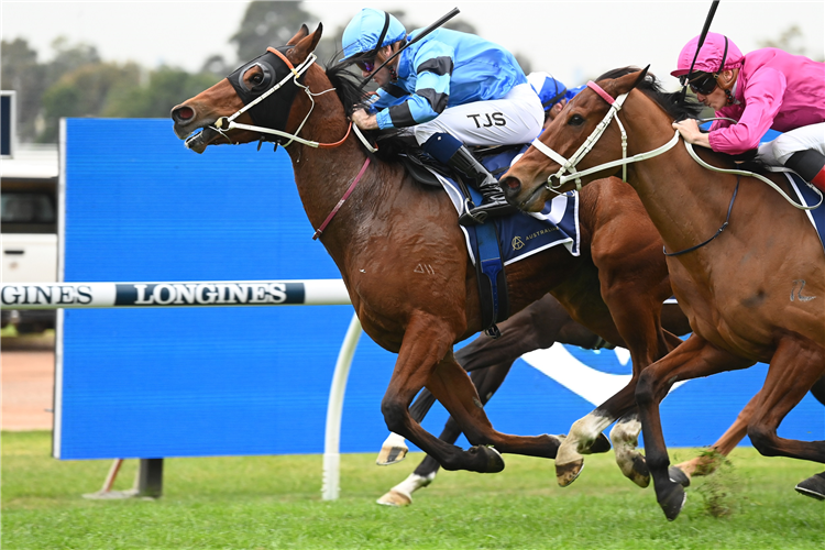 PETULANT winning the ELITE SAND & SOIL HANDICAP at Rosehill in Australia.