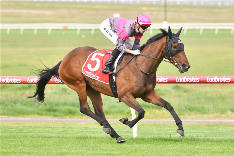 PLENTY OF AMMO winning the Ladbrokes Odds Surge Handicap at Ladbrokes Park Lakeside in Springvale, Australia.