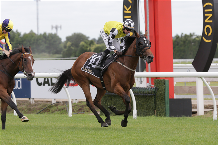 PROWESS winning the JAMIESON PARK AUCKLAND GUINEAS