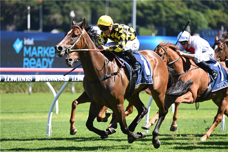 REMARQUE winning the YARRAMAN PARK HANDICAP at Randwick in Australia.