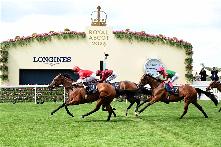 ROGUE MILLENNIUM winning the Duke Of Cambridge Stakes at Ascot in England.