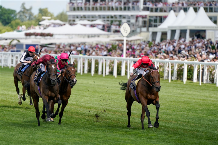 ROGUE MILLENNIUM winning the Duke Of Cambridge Stakes at Ascot in England.