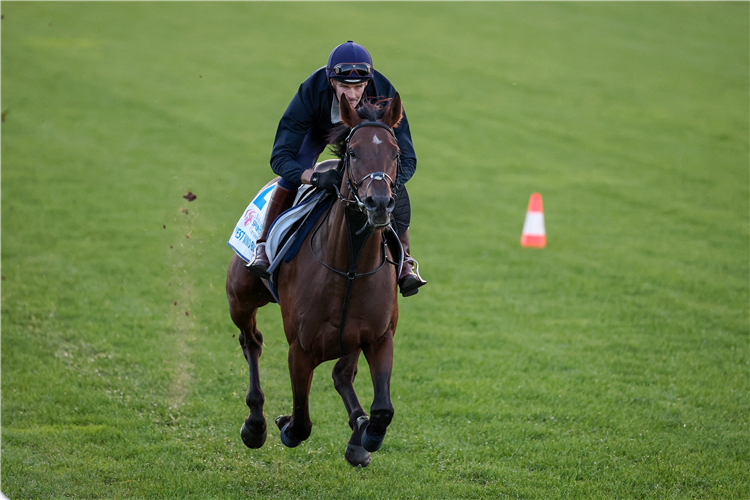 West Wind Blows ridden by Paul Holley during trackwork at Flemington Racecourse on October 01, 2023 in Flemington, Australia.