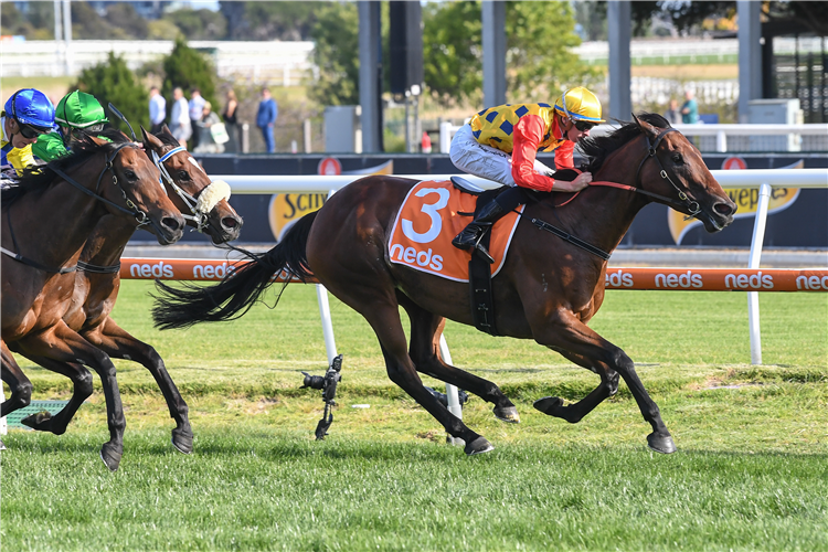 ROSE QUARTZ winning the Neds How Now Stakes at Caulfield in Australia.