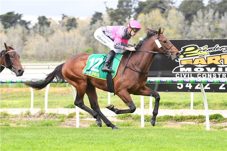 SACRED EAGLE winning the Bet365 Kyneton Cup November 8 Maiden Plate in Kyneton, Australia.