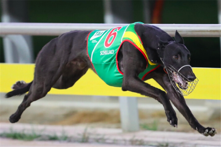 Star sprinter Schillaci sizzles in the Match Race Challenge at Angle Park