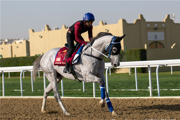 Senor Toba stretches out at Al Rayyan.