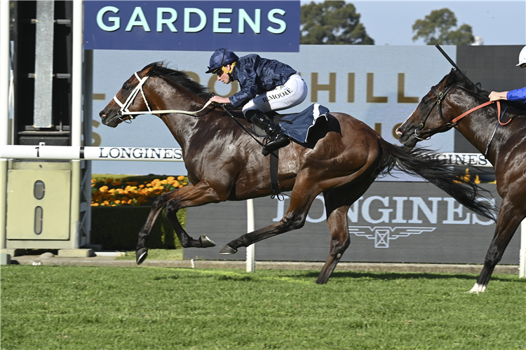 SHINZO winning the LONGINES GOLDEN SLIPPER at Rosehill in Australia.