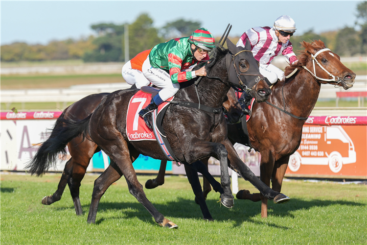 Sir Rockford Thoroughbred Horse Profile - Next Race, Form, Stats
