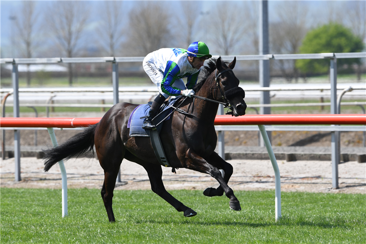 Skew Wiff during her exhibition gallop at Matamata on Wednesday.