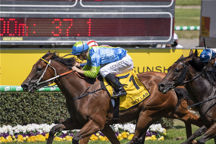 SKY LAB looks a live hope in the Christmas Cup at Rosehill Saturday