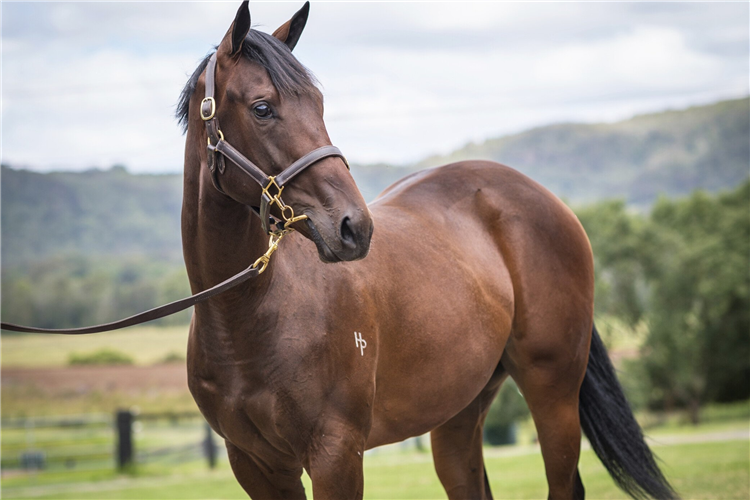 Skybird as a yearling.