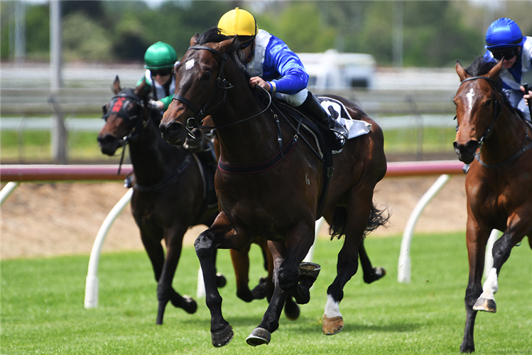 So Naive Thoroughbred Horse Profile - Next Race, Form, Stats, News