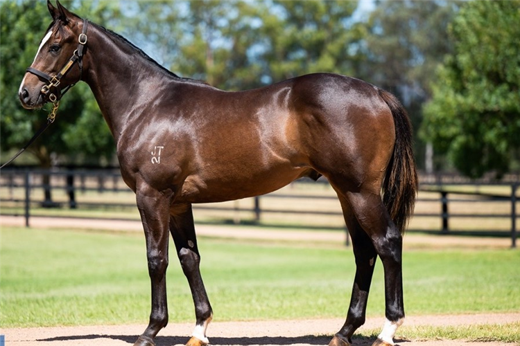 Spywire as a yearling.