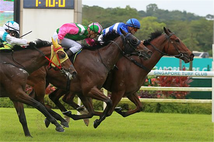 STAR LEGEND winning the EXCELLING 2020 STAKES OPEN MAIDEN