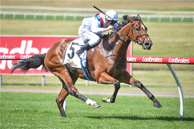 STAR PATROL winning the Sheen Panel Service W.J. Adams Stakes at Ladbrokes Park Hillside in Springvale, Australia.