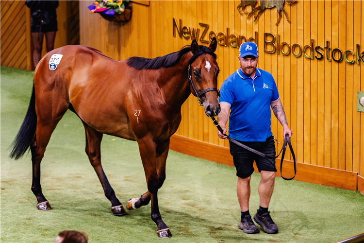 The $825,000 Star Turn colt who set a new NZ record.